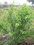 小树