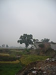 田野