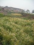 麦田