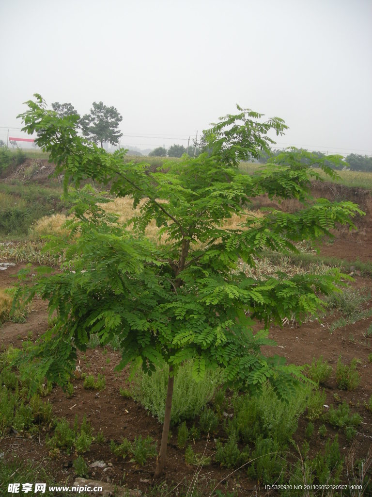 小树