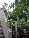 藤蔓