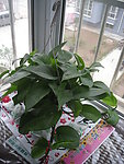 植物
