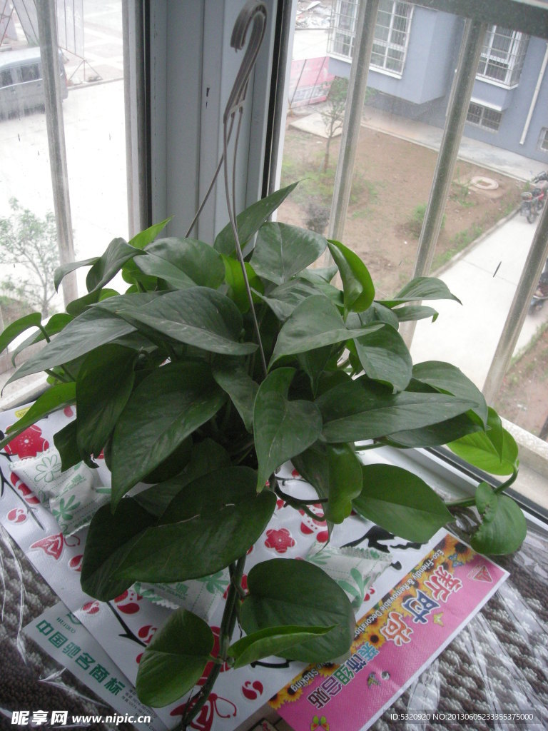 植物