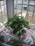 植物
