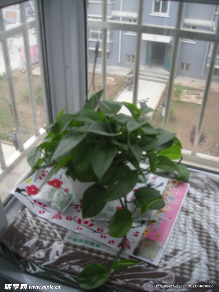 植物