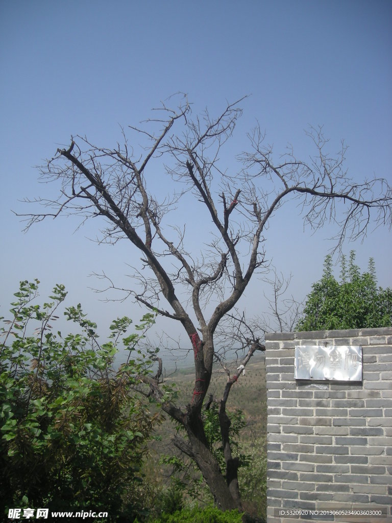 枯树