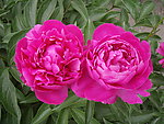芍药