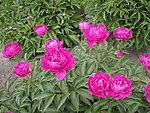 芍药