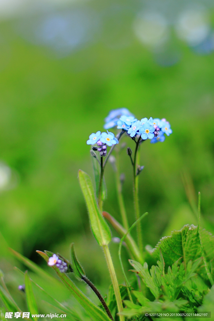 草花