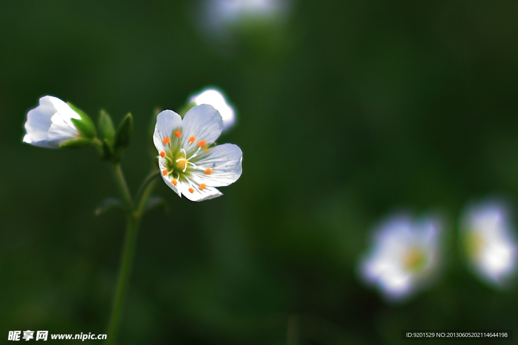 小白花
