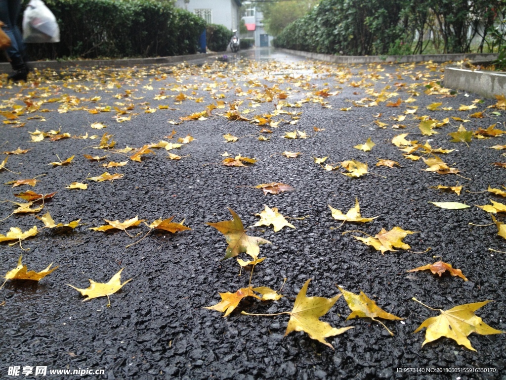 落叶 枫叶 红叶
