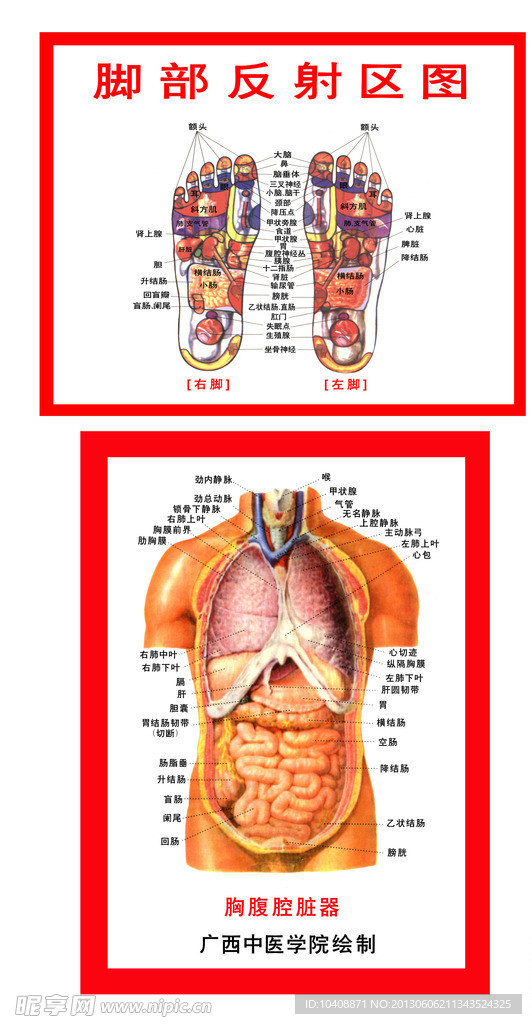 脚部反射胸腹腔脏器挂