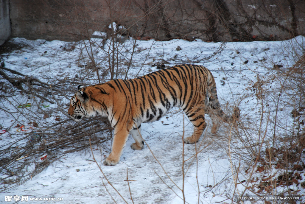 冬天动物园的老虎