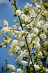 楼南臭李字花