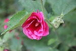 茶花