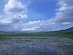 湿地