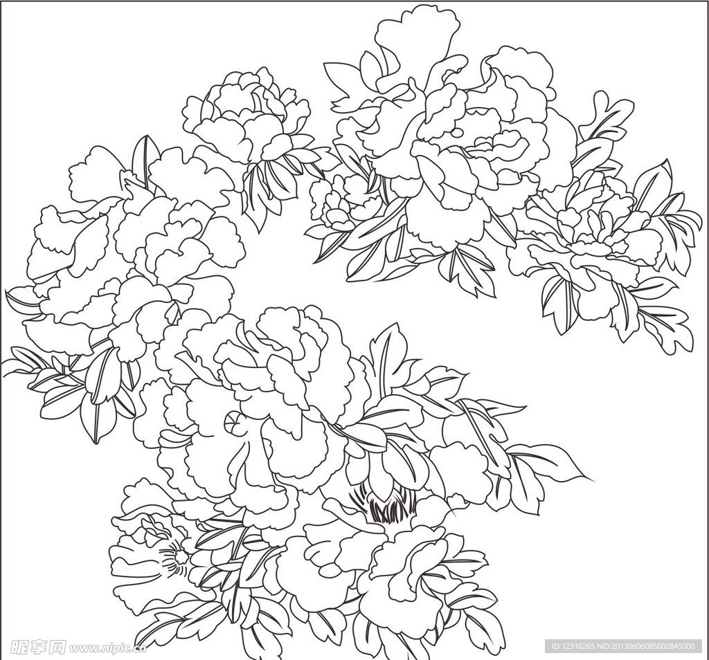 牡丹花