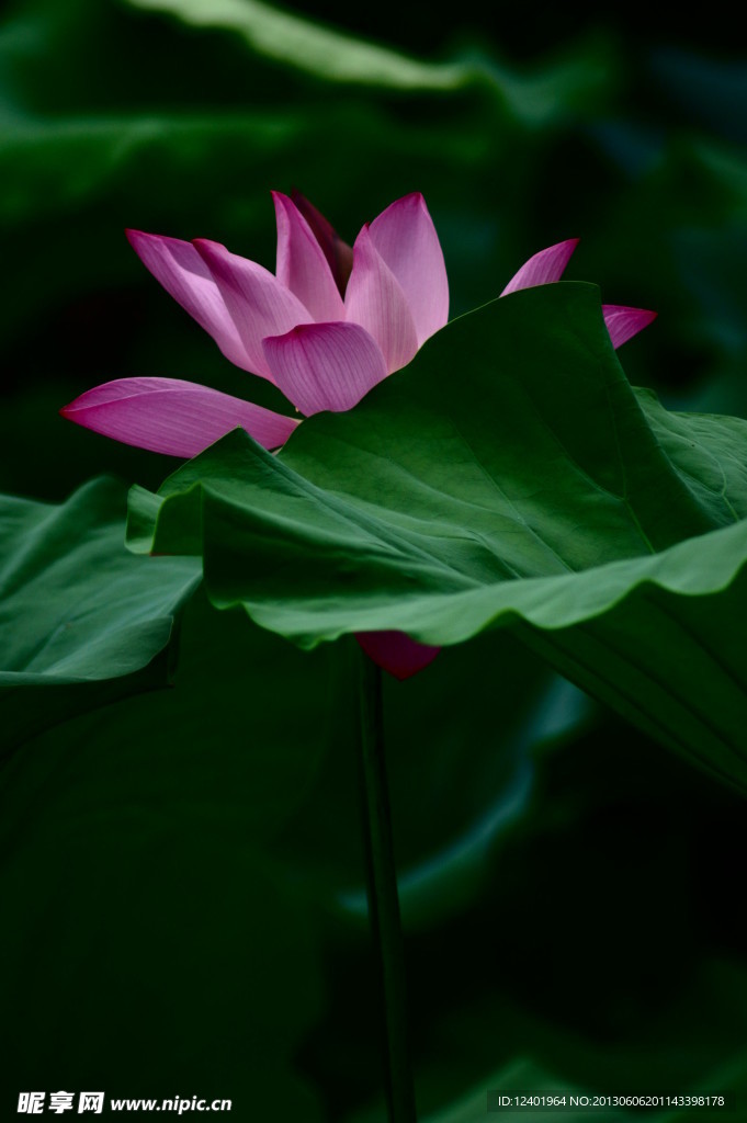 荷花