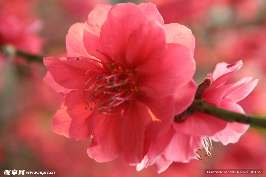 桃花