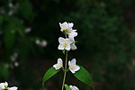 花花草草