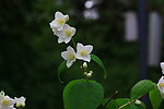 花花草草