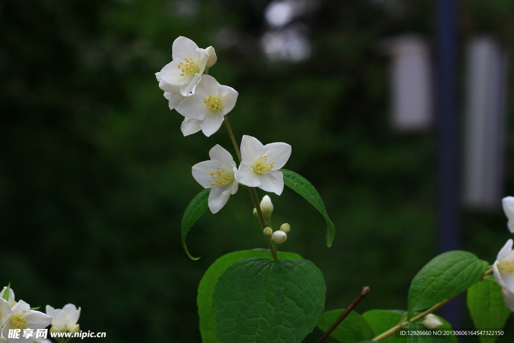 花花草草