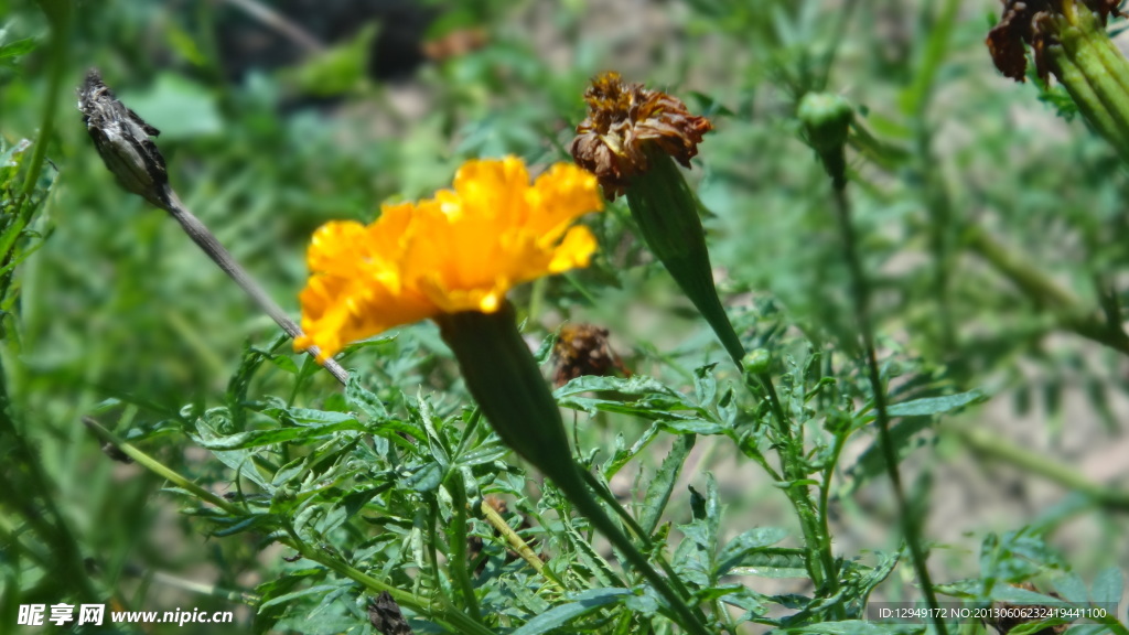 小菊花