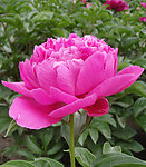 芍药