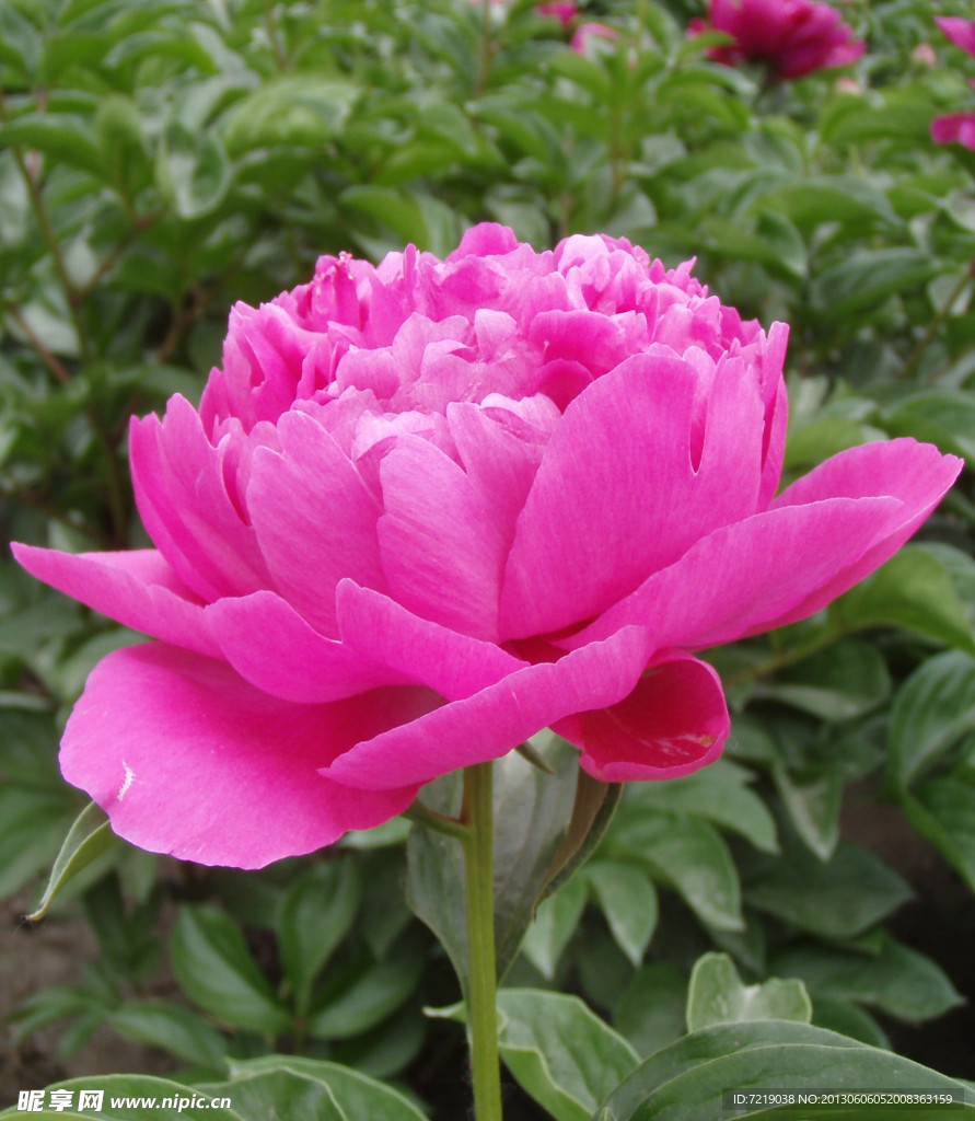 芍药