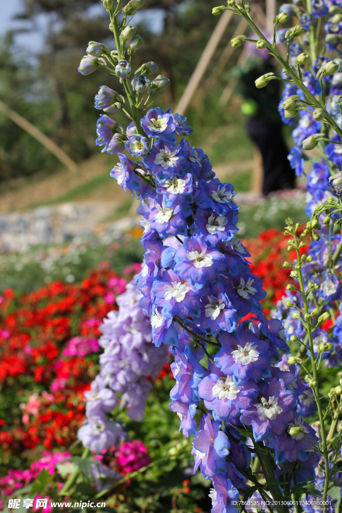 蓝色的花