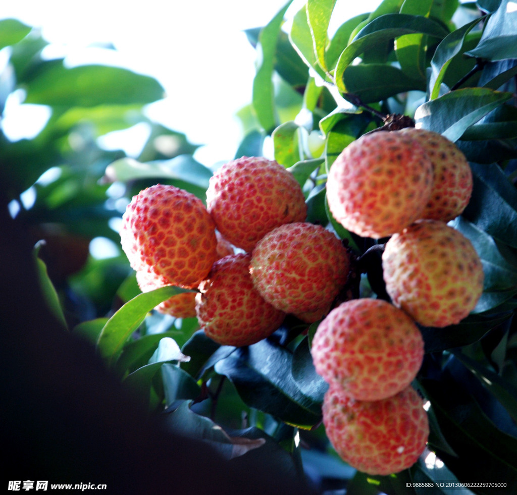 荔枝