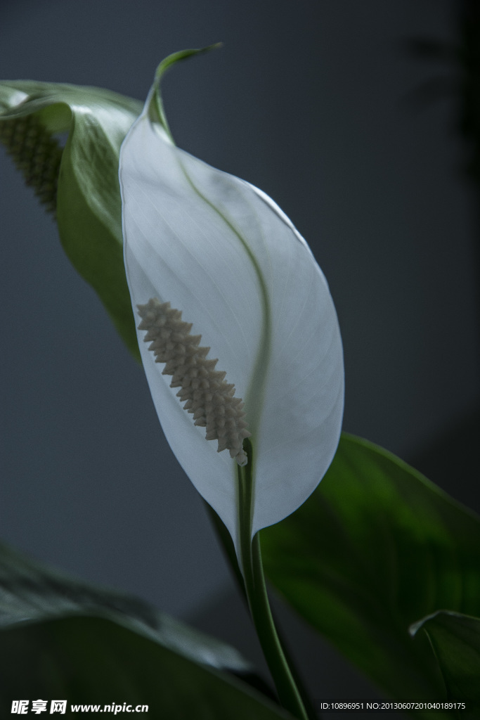 花蕊