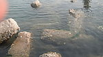 海边的大石头