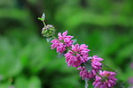 花卉 小野花