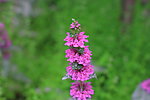 花卉 小野花