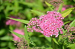 粉花绣线菊