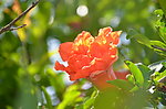 石榴花