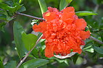 石榴花