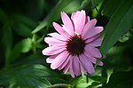 松果菊
