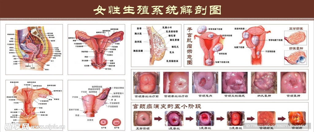 女性生殖系统解剖图