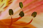 花蕊