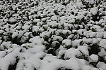 雪景