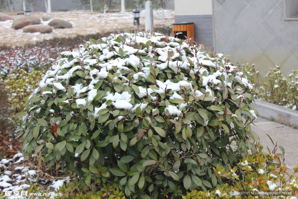 白雪 冬青