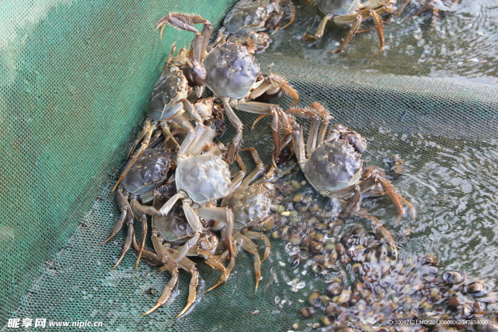 大闸蟹