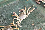 大闸蟹