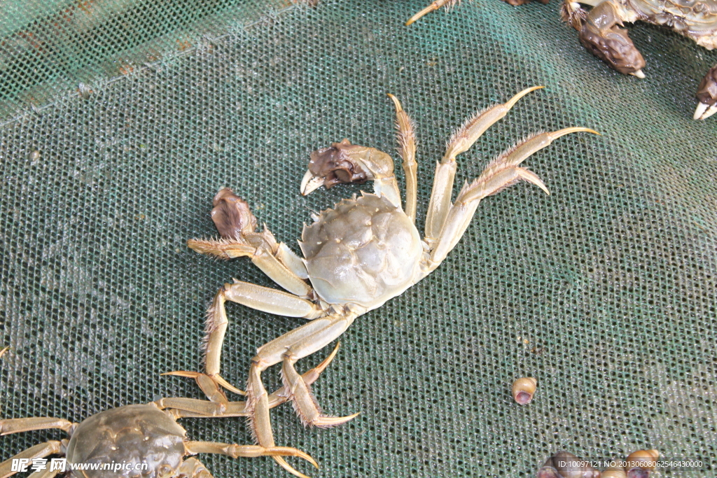 大闸蟹
