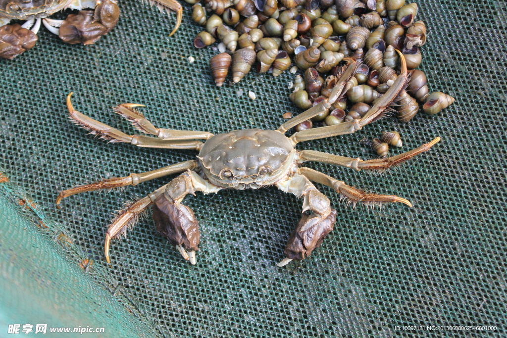 大闸蟹