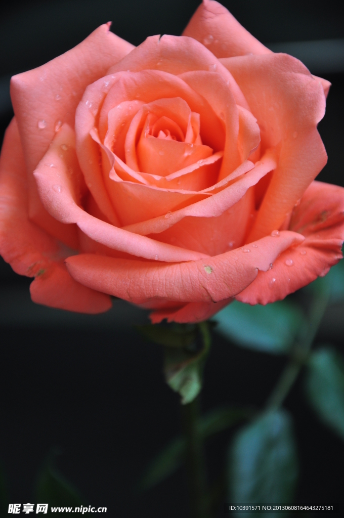玫瑰花