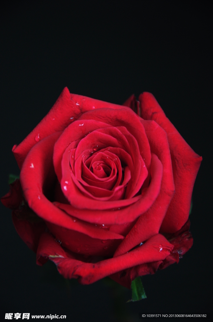 玫瑰花