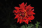 芍药花
